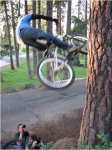 4biciarbol.JPG