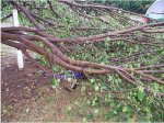 4biciarbol3.JPG