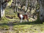 DSC09020_redimensionar.JPG