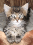 michi.gif