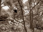 P7140020-sepia-a.jpg