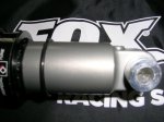 fox 1.JPG