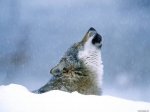 Grey_wolf3.jpg