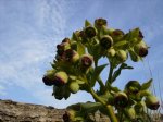 flora_de_ares.jpg
