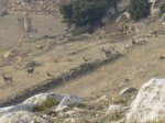 fauna_ares.jpg