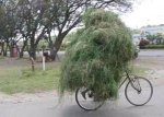 grasshk0.jpg