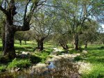 Primavera-en-el-valle.jpg