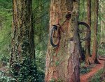 bici Ã¡rbol.jpg