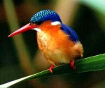 Fauna_Martin_pescador2.jpg