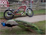 bike2.JPG