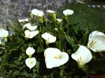 DSC00208.jpg