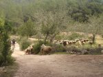 MTB 2008-03-29 Santa Gertrudis-12.jpg