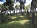 Pinares de Boadilla 007.jpg