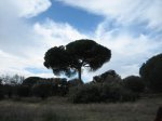 Pinares de Boadilla 012.jpg