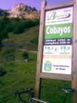 Cobayos.jpg