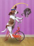 dogbike.jpg