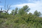 DSC02640.jpg