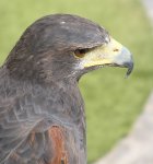 aguila.jpg
