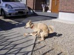 perro_con_pata_jodida.jpg
