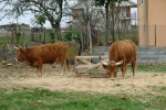 vacas en xestoso.JPG
