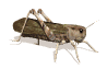 SALTAMONTES.gif