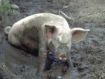 WhiteDomesticPig-MudBath.jpg