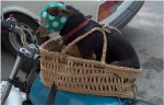 2perro.JPG