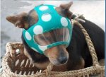 3perro.JPG
