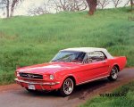 Mustang.jpg