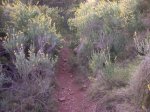 Desierto 0299.jpg