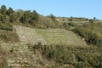 viÃ±as en areas 2.JPG