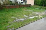 patos delante de mi casa 2.JPG