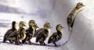 Patos.jpeg