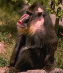 mandrill2.jpg