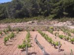 Corona-CampVell-Portixol-15.jpg