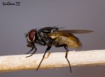 mosca23reducidavi0.jpg