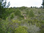 IMG_9782.jpg