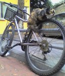anima11gato.jpg