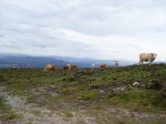 vacas1.jpg