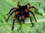 tarantula2_1024.jpg
