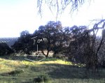 arboles para sobinarse(foam.jpg