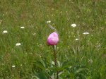Foto95.JPG