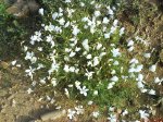 DSC00435.jpg