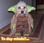 perrito-disfrazado-da-miedo.jpg