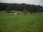 DSCN4253.jpg