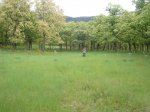 Foto84.JPG