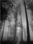 blackbiketrees11.JPG