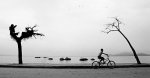 blackbiketreessea12.jpg