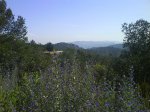 DSC00306.jpg