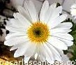 tn_flores66_JPG[1].jpg